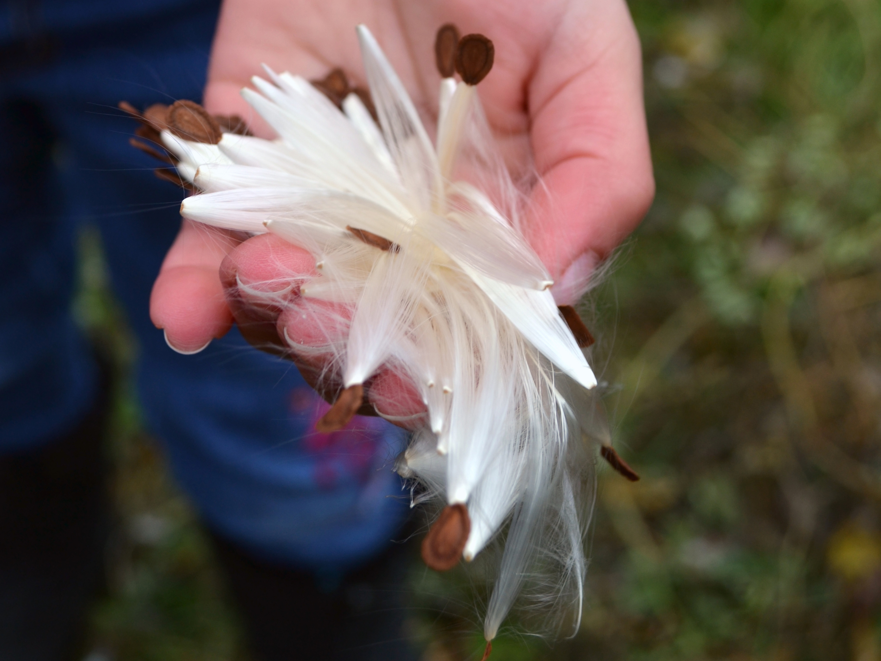 Native Milkweeds | Xerces Society